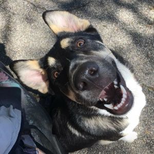 Meet your Posher, Leslie